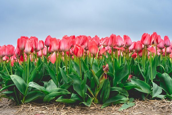 Comment bien entretenir une maison d'architecture moderne